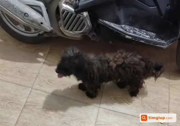 Tìm Thú Cưng Thất Lạc Tại Ct6 Xa La, Kiến Hưng, Hà Nội