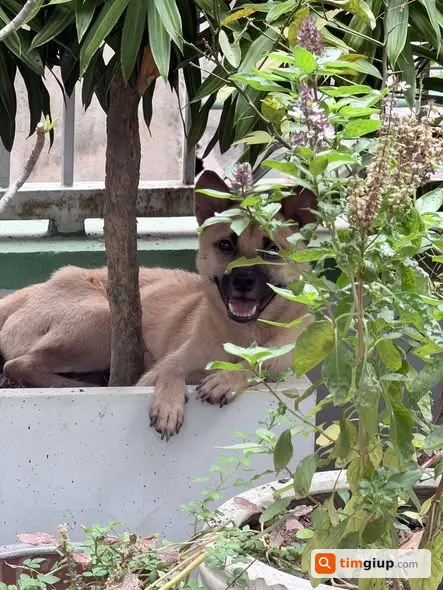 Tìm nhà nhận nuôi 3 cún cứu hộ thân thiện tại Hà Nội