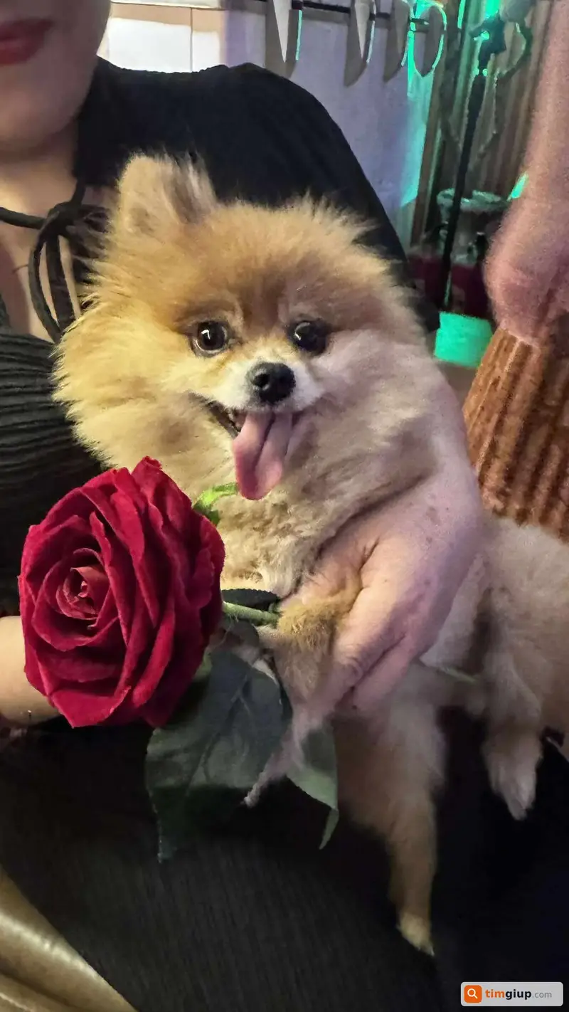 Tìm chó Phốc Sóc tên Misa thất lạc tại Long Biên, Hà Nội