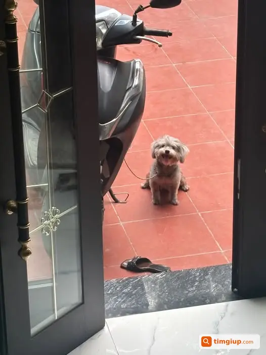 Chó Poodle Xám Tên Mun Thất Lạc Tại Khu Vực Quốc Oai