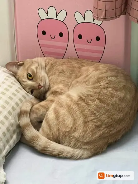 Ảnh 2