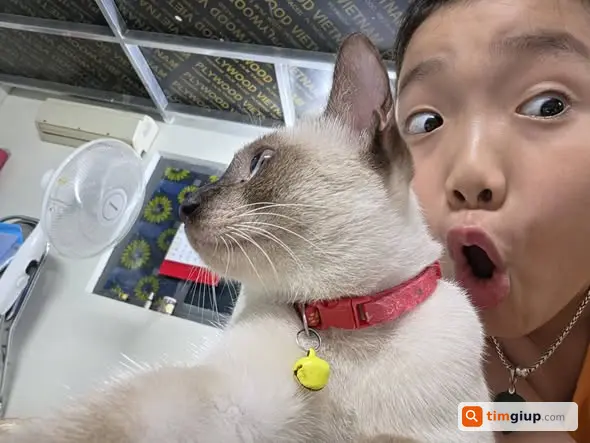 Tìm mèo Xiêm đực lông trắng đen tại Đông Ngạc, Hà Nội