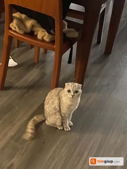 Tìm mèo Scottish Fold màu xám lạc gần nhà thờ Đức Diễn Hà Nội