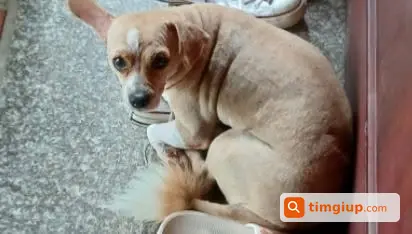 Tìm Chó Su Thất Lạc Gần Đường Tàu Định Trung, Vĩnh Yên