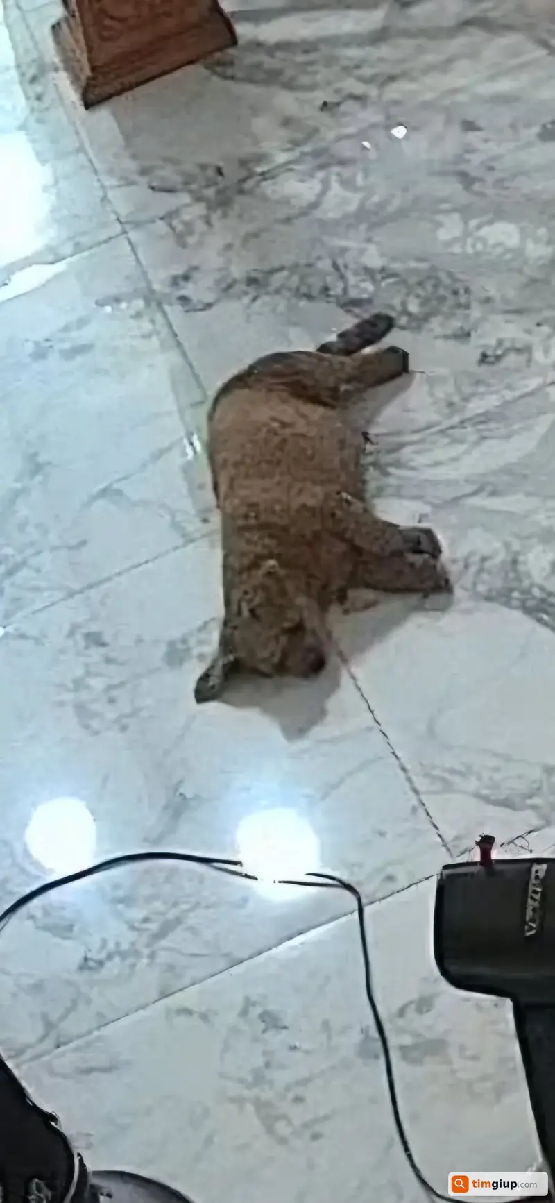 Tìm chó Poodle tên Chíp thất lạc tại Bình Hưng Hòa, TP.HCM