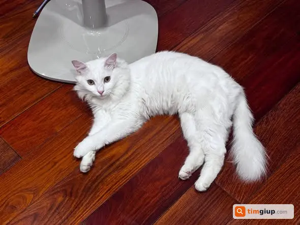 Tìm Mèo Bông Trắng Thất Lạc Tại Trung Hòa, Yên Hòa