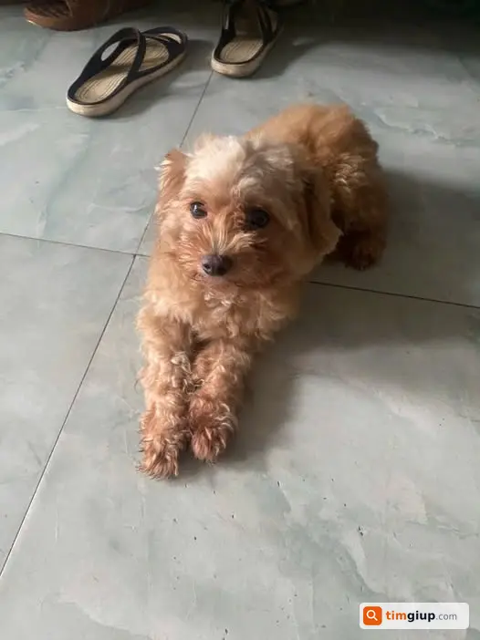 Tìm Chó Thất Lạc Màu Vàng Tên Lu Tại Tt Cẩm Khê, Phú Thọ