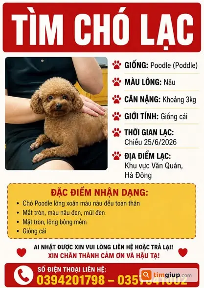 Tìm Chó Poodle Nâu Thất Lạc Tại Văn Quán, Hà Đông, Hà Nội