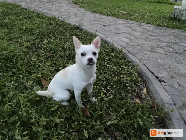 Nhặt được chó thất lạc tại khu vực Bách Thảo, Hà Nội