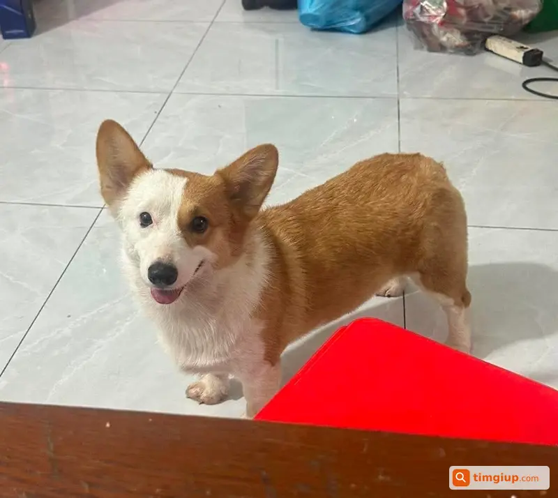 Corgi Cái Tên Bu Thất Lạc Tại Đoàn Nguyên Tuấn, Bình Chánh
