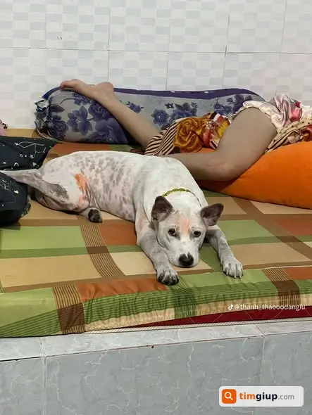 Tìm bé lạc khu vực Cao Lãnh, Mỹ Ngãi, Trần Quốc Toản P11 Bình Trị