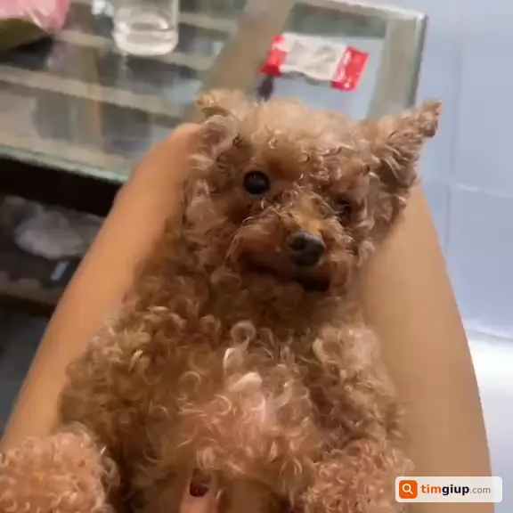Tìm chó Poodle nâu nhạt thất lạc tại Yên Nghĩa, Hà Nội