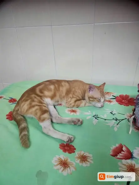 Tìm mèo đực lạc tại 67 Long Phước, Long Thành, Đồng Nai