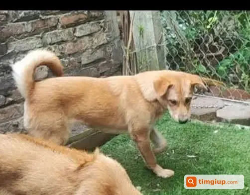 Tìm Chó Cái Vàng Thất Lạc Tại Long Biên, Hà Nội