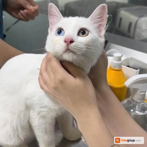 Tìm Mèo Anh Lông Ngắn Tên Ngon Tại Hà Đông, Hà Nội