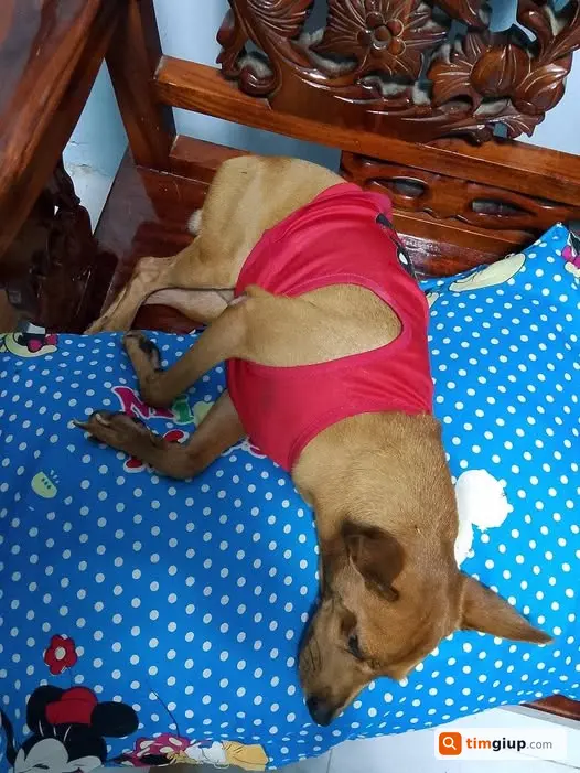 Tìm Chó Chihuahua Vàng Thất Lạc Tại Quận 8
