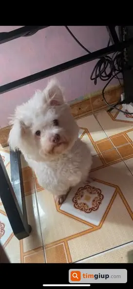 Tìm chó trắng một tai cụp lạc tại Thanh Trì, Hà Nội