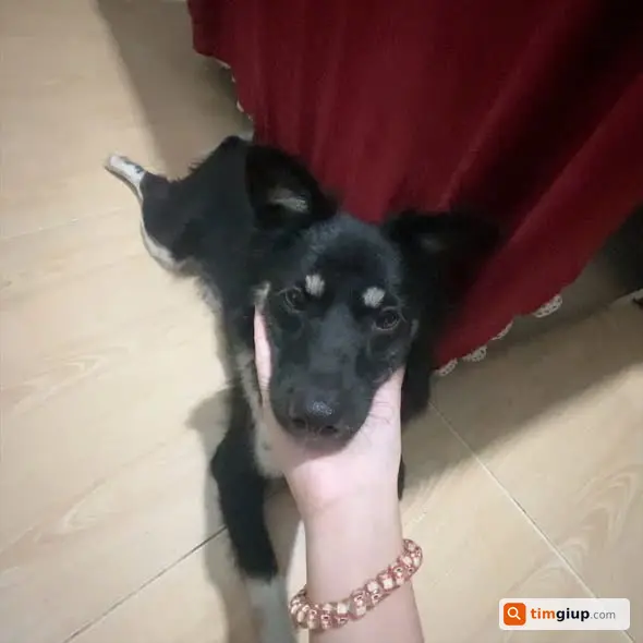 Tìm chó thất lạc tên Su, ai thấy xin liên hệ gọi ngay