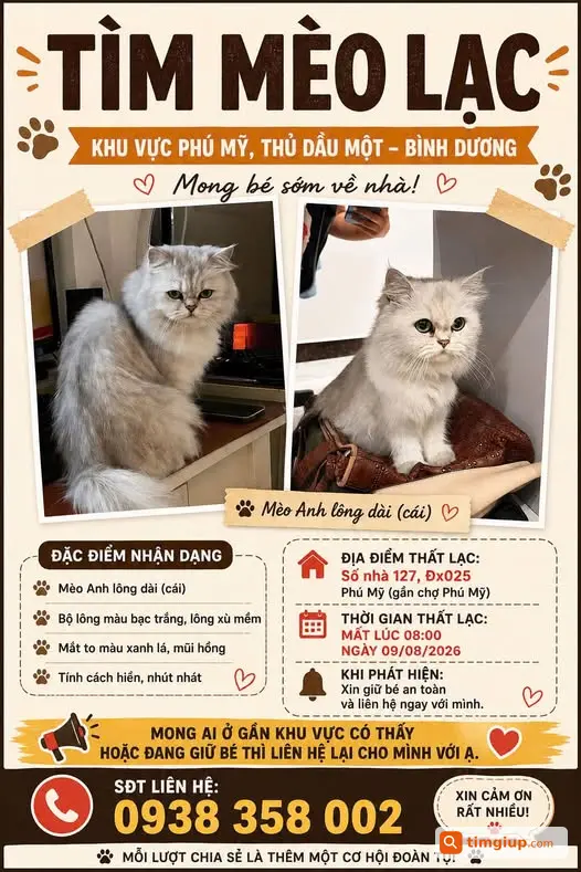 Tìm Mèo Anh Lông Dài Bạc Trắng Thất Lạc Tại Phú Mỹ