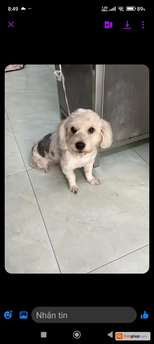 Nhặt Được Chó Đực Đi Lạc Tại Phố Hàng Đường