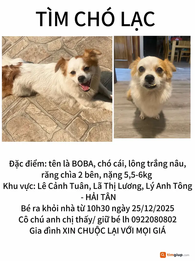 Tìm chú chó Boba thất lạc tại khu Hải Tân, Hải Dương