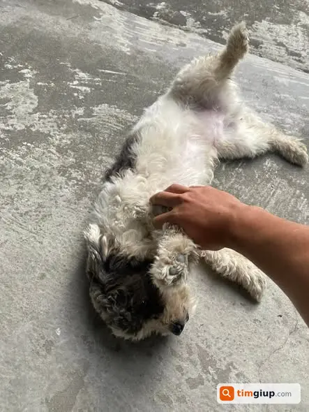 Tìm Chó Poodle Lông Xoăn Đực Thất Lạc Sau Tối Thứ Hai