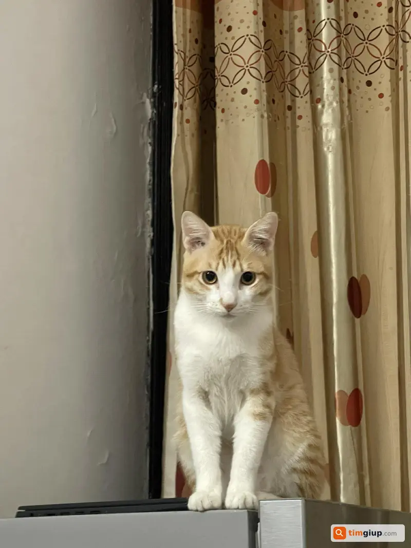 Tìm mèo ta vàng trắng tên Gừng lạc tại Tây Kết Hà Nội