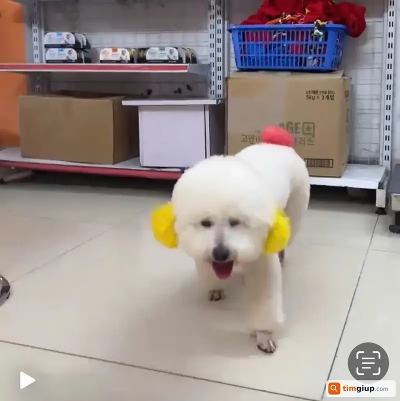 Tìm chó Poodle trắng tên Bull thất lạc tại Hà Đông, Hà Nội