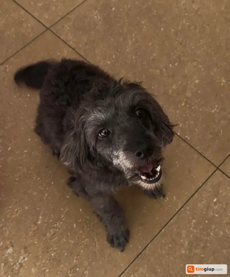 Tìm bé chó Poodle lai lông đen tên Gấu lạc tại TP. Thủ Đức