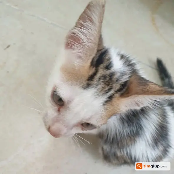 Cần cứu mèo bị thương bị bỏ rơi tại chợ Quận 8, TP.HCM
