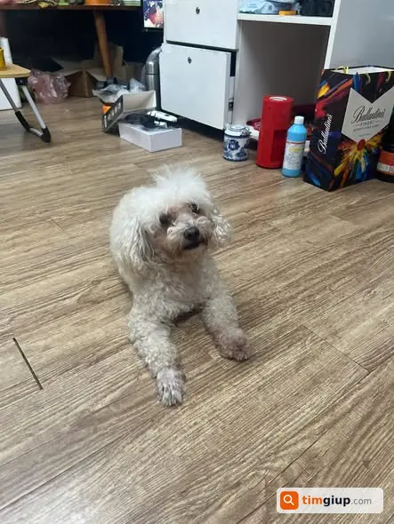 Tìm chó Poodle trắng cái lạc khu Nghĩa Tân, Hà Nội