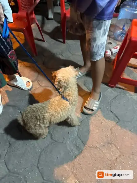 Tìm mèo lạc tại Thạch Bàn, Long Biên, Hà Nội