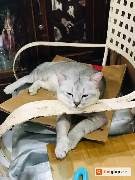 Tìm Mèo Thất Lạc Mèo Đực Tại Nguyễn Trung Nguyệt, Quận 2