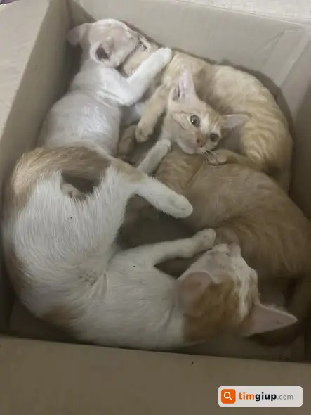 Tặng mèo miễn phí, liên hệ Zalo khu vực chưa rõ