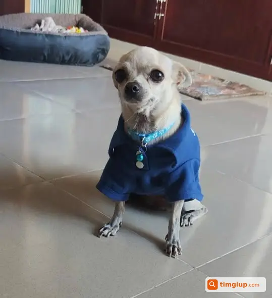 Chó Lucky 3,5kg Thất Lạc Lâu Năm Tại Bình Tân Cũ