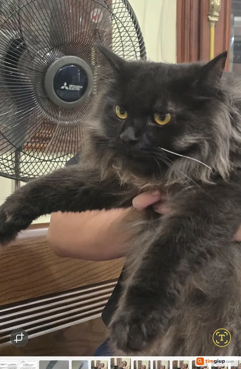 Tìm mèo Nga lông dài màu đen thất lạc tại Hà Đông, Hà Nội