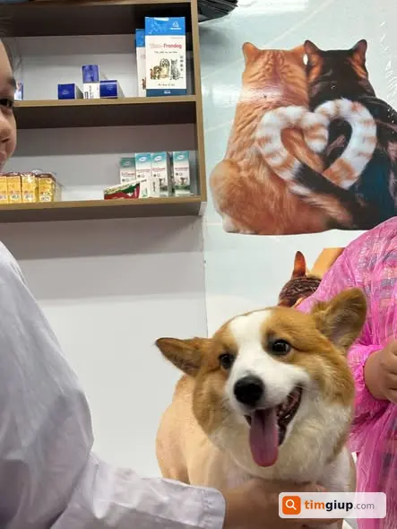 Tìm Chó Corgi Vàng Thất Lạc Tại Fuji Flora D1, Phước Long B