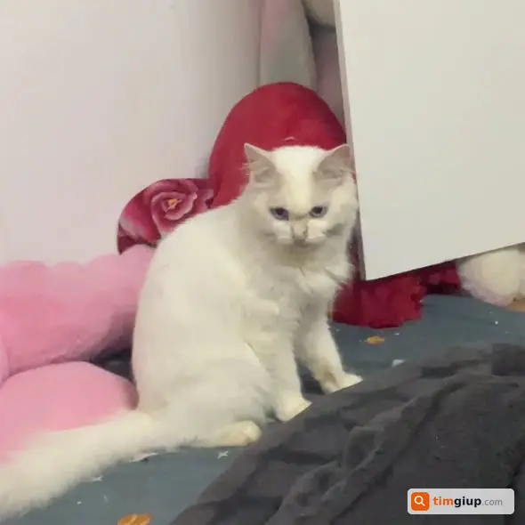 Ảnh 3