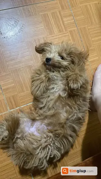 Tìm Chó Poodle Nâu Thất Lạc Tại Khu Vực Mễ Trì Thượng