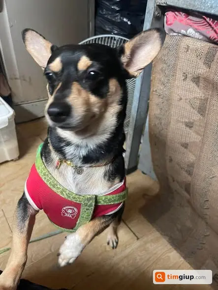 Tìm chó phốc lai corgi màu đen nâu trắng lạc tại Hoàn Kiếm