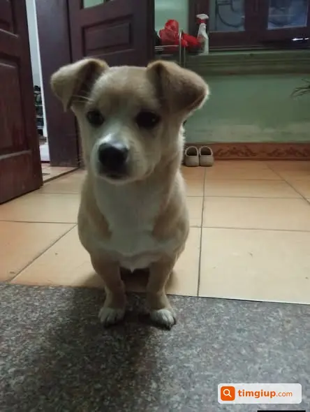 Tìm Chó Nhỏ Thất Lạc, Mong Mọi Người Giúp Tìm Lại