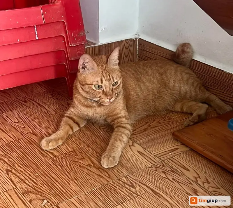 Tìm mèo ta màu cam tên Méo bị lạc tại Quận 8, TP.HCM