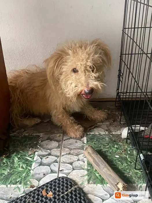 Thông Báo Cộng Đồng Về Chó Lang Thang Cần Cưu Mang Tại Mễ Trì Thượng