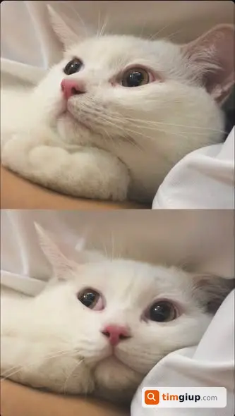 Ảnh 2