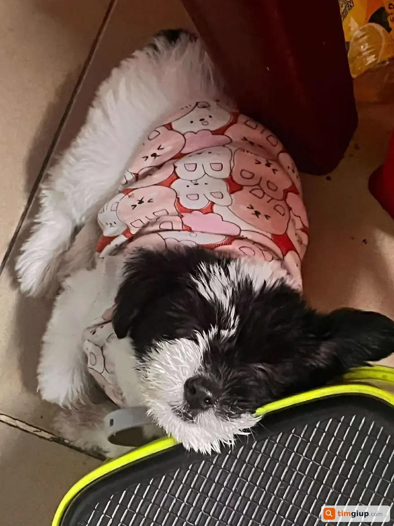 Tìm chó Poodle tên Sữa thất lạc tại Quận Tân Phú, TP.HCM