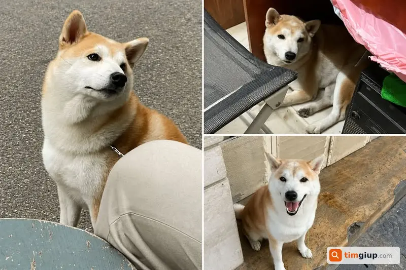 Tìm Chó Shiba Inu Vàng Nhạt Trắng Thất Lạc Ở Hai Bà Trưng