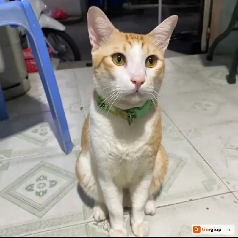 Tìm mèo tên Tôm bị lạc tại Quận Gò Vấp, TP.HCM