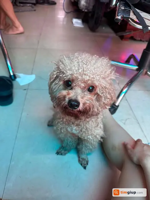 Tìm Chó Teddy Lông Nâu Thất Lạc Tại Thành Mỹ, Tân Bình
