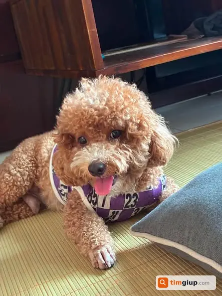 Tìm Chó Poodle Thất Lạc Tại Đặng Thùy Trâm, Bình Thạnh