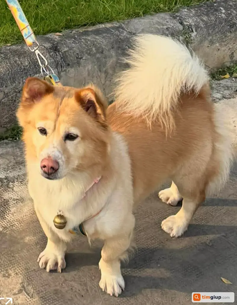 Tìm bé chó lai chân ngắn tên Bông lạc tại Bình Dương